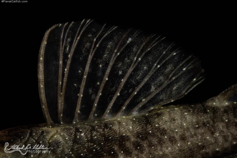 Ancistrus sp. (L100)