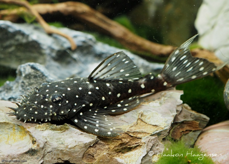 Ancistrus sp. (L107)