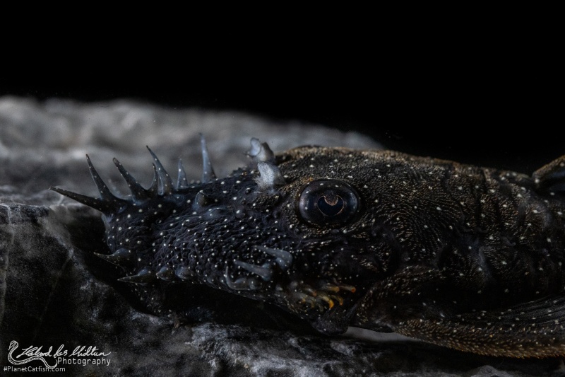 Ancistrus sp. (L107)