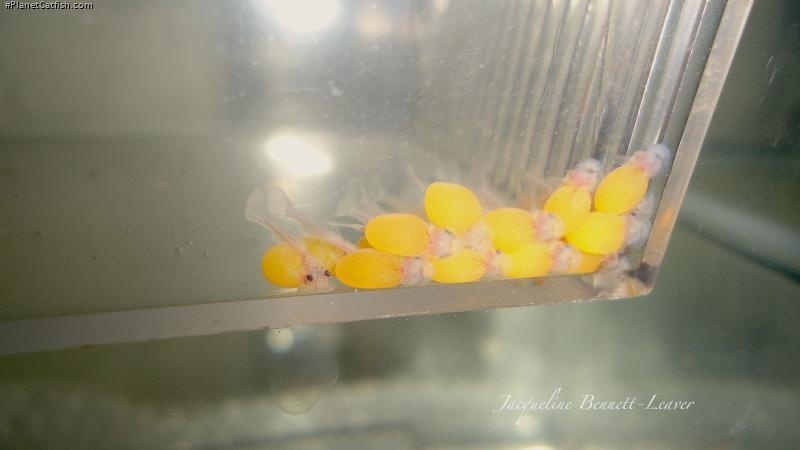 Ancistrus sp. (L309)