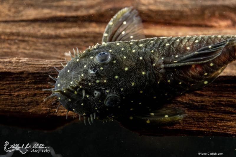 Ancistrus sp. (L327)
