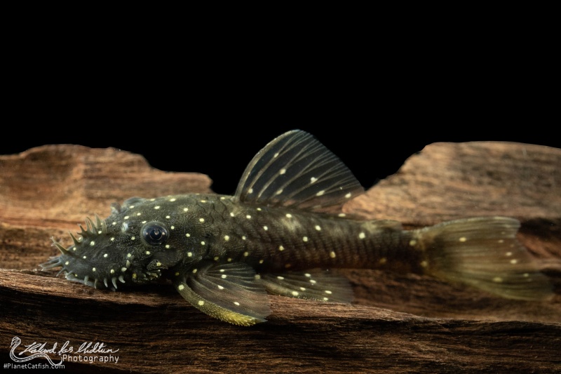 Ancistrus sp. (L327)