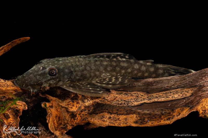 Ancistrus sp. (L349)