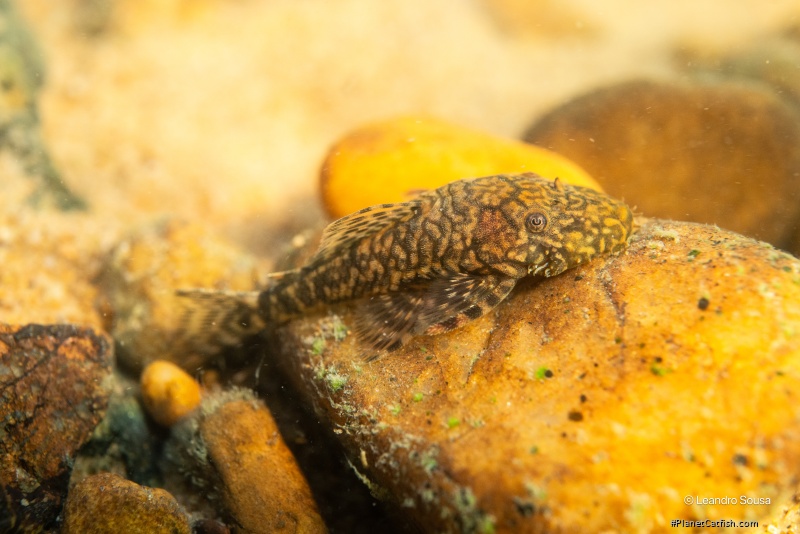 Ancistrus sp. (L352)