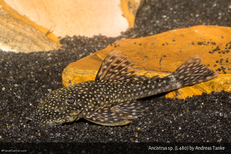 Ancistrus sp. (L480)