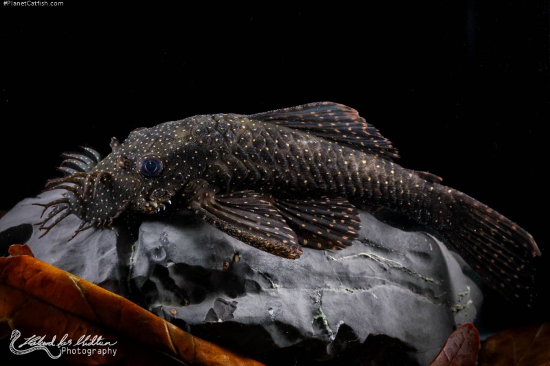 Ancistrus sp. (L513)