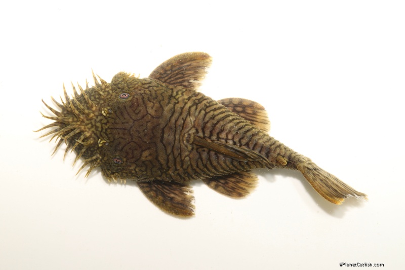 Ancistrus sp. (L514)