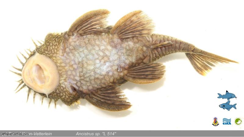 Ancistrus sp. (L514)