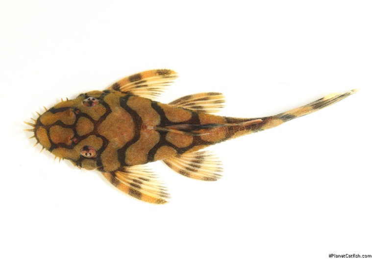 Ancistrus sp. (L519)