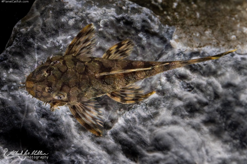 Ancistrus sp. (L519)