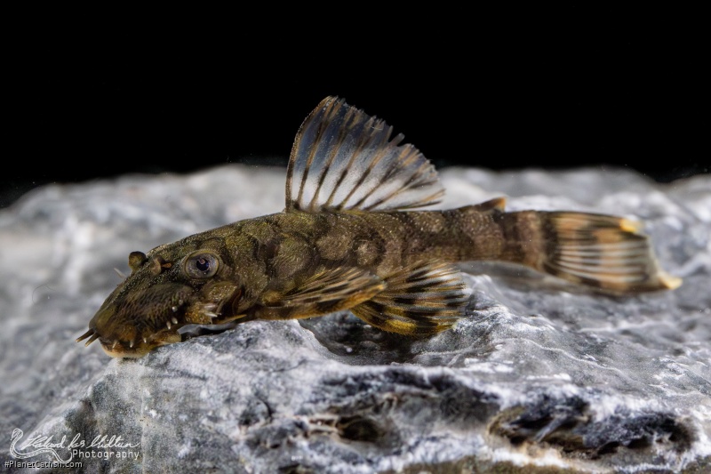 Ancistrus sp. (L519)