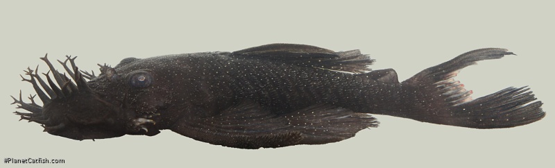 Ancistrus sp. `NHAMUNDA`