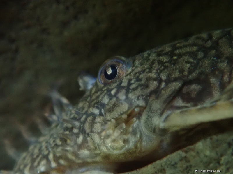 Ancistrus sp. `RIO FORMOSO II`