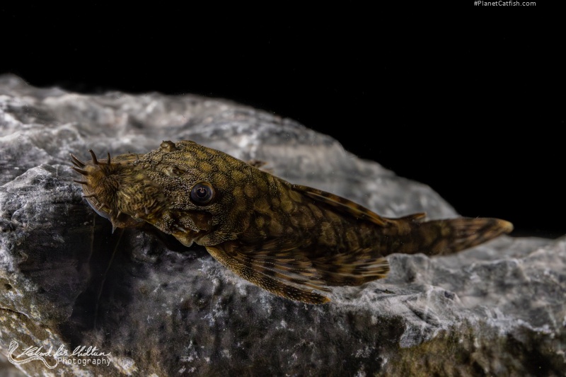 Ancistrus sp. `RIO TOCANTINS`