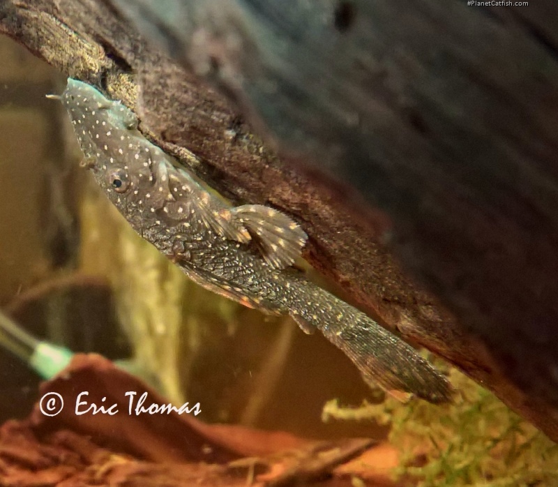 Ancistrus sp. `RIO UCAYALI`
