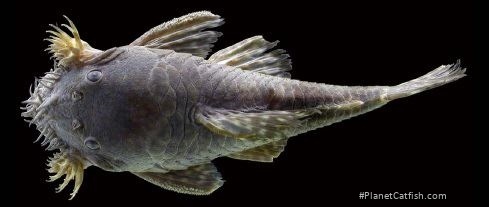 Ancistrus tolima