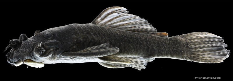 Ancistrus trinitatis