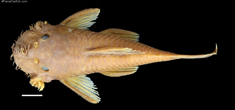 Ancistrus yutajae