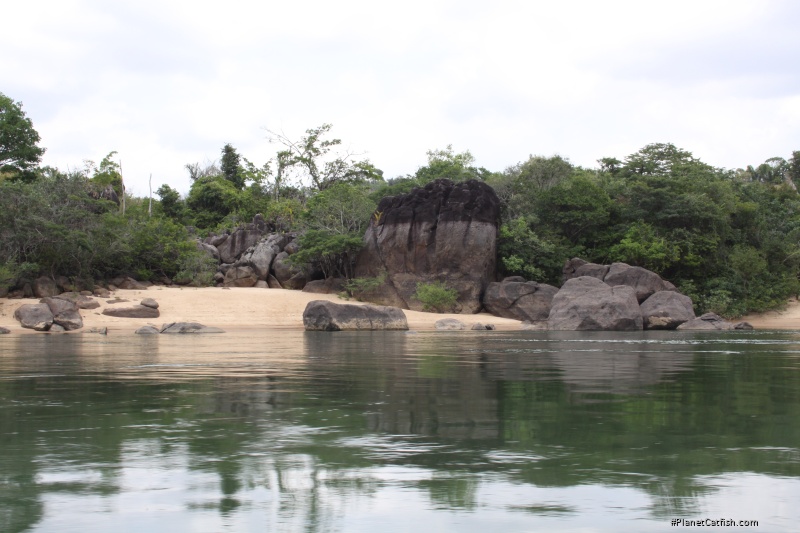 Baryancistrus sp. `BELO MONTE`