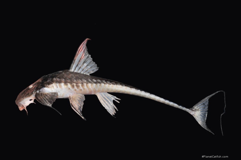 Brochiloricaria chauliodon