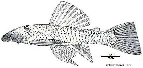Chaetostoma anale