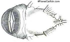 Chaetostoma anale