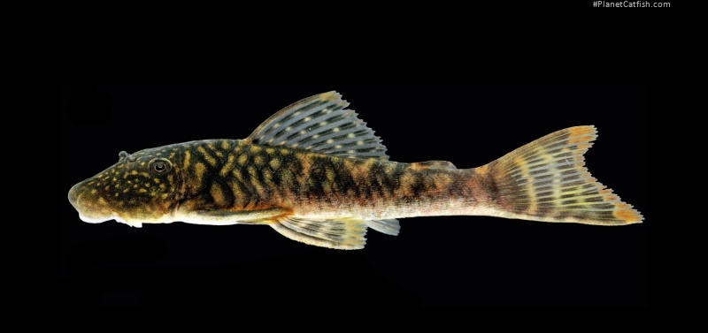 Chaetostoma bifurcum