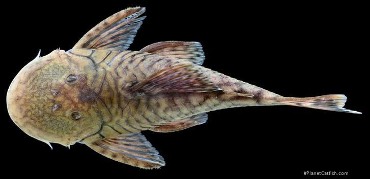 Chaetostoma branickii