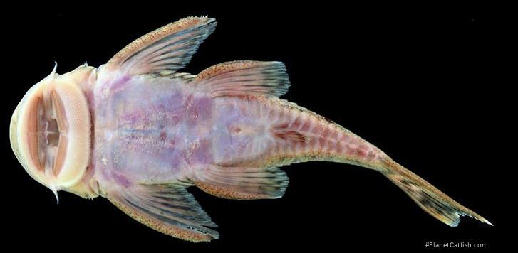 Chaetostoma branickii
