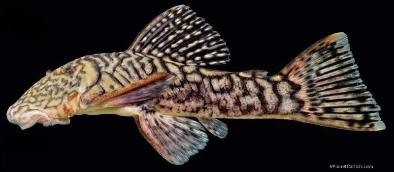 Chaetostoma branickii