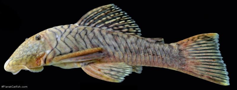 Chaetostoma branickii