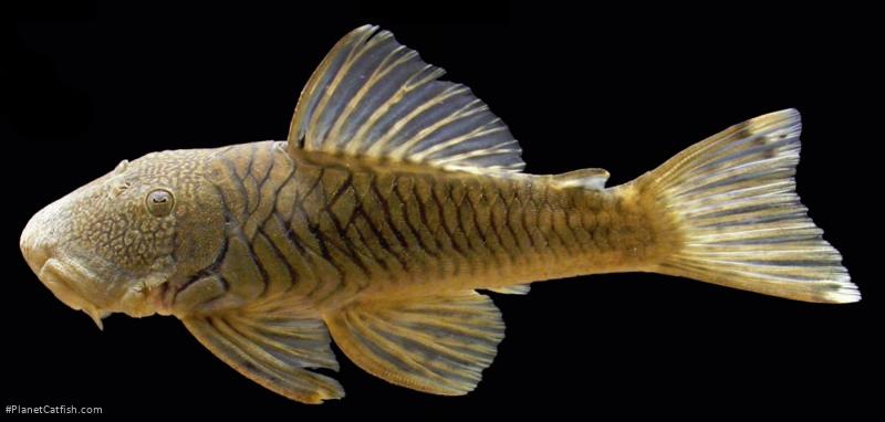 Chaetostoma branickii
