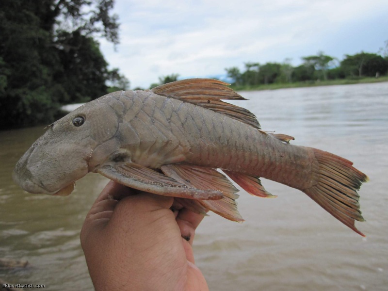 Chaetostoma brevilabiatum