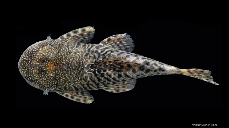 Chaetostoma carrioni