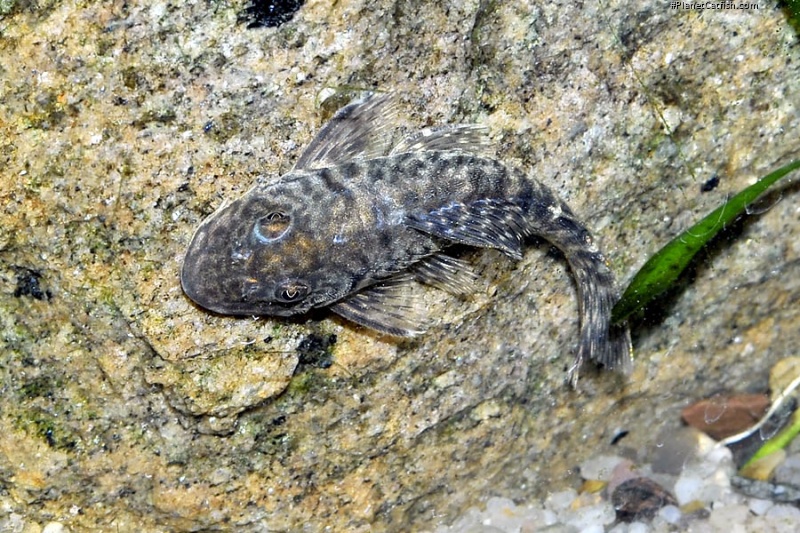 Chaetostoma chimu