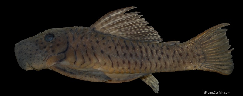 Chaetostoma chimu