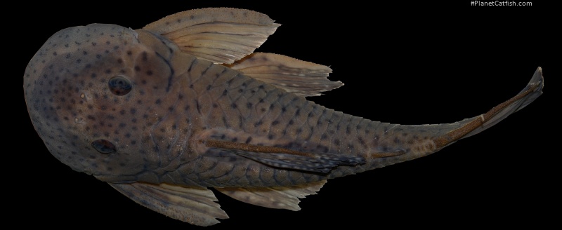 Chaetostoma chimu