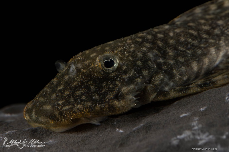 Chaetostoma dorsale