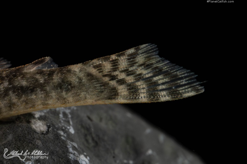 Chaetostoma dorsale