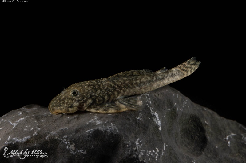 Chaetostoma dorsale
