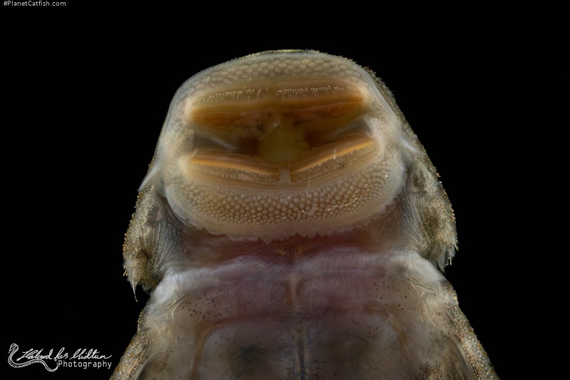 Chaetostoma dorsale