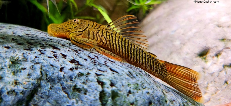 Chaetostoma formosae