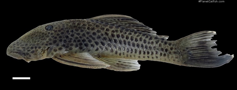 Chaetostoma joropo