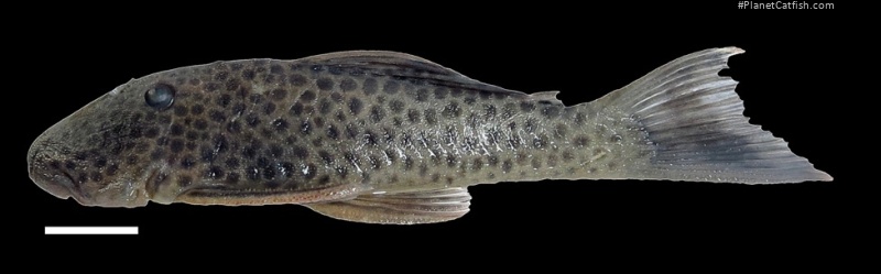 Chaetostoma joropo