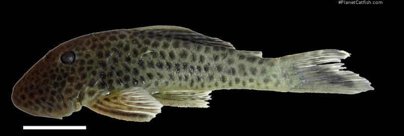 Chaetostoma joropo