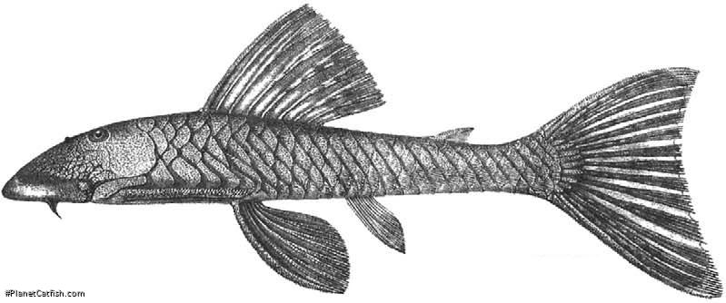 Chaetostoma lepturum