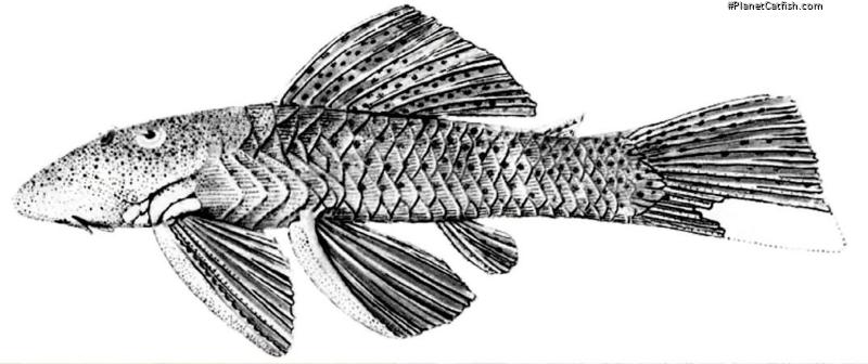Chaetostoma lineopunctatum
