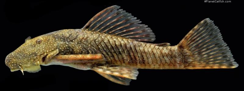 Chaetostoma microps