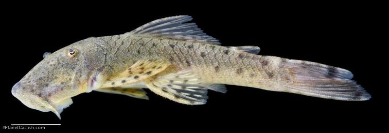 Chaetostoma milesi