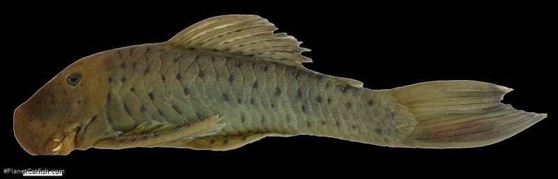 Chaetostoma milesi